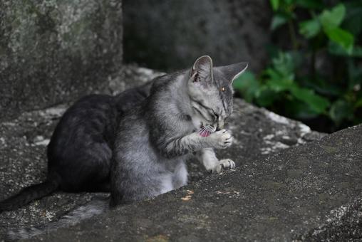 走島のにゃんこ達 走島のにゃんこ達の写真
