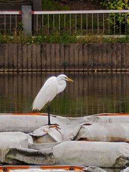 水辺に佇む白いサギ サギ,シラサギ,鳥の写真素材