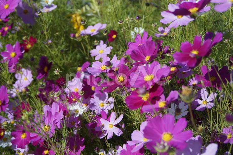 咲き乱れるコスモス コスモス,秋桜,咲き乱れるの写真素材