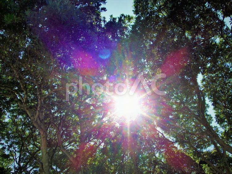 眩しい木漏れ日 木漏れ日,日差し,光線の写真素材