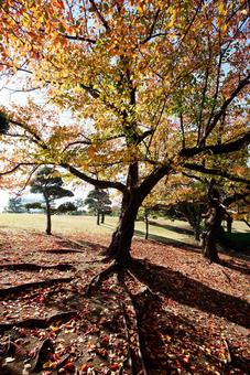 桜の紅葉 紅葉,桜,秋の写真素材