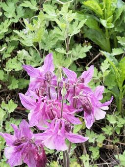 紫の花 紫の花,花,紫の写真素材