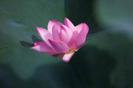 Ephemeral yet beautiful lotus, flower, a lotus, july, JPG