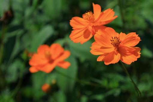 秋風に揺れて咲くの写真