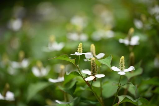 ドクダミ ドクダミ ドクダミ,花,群生の写真素材