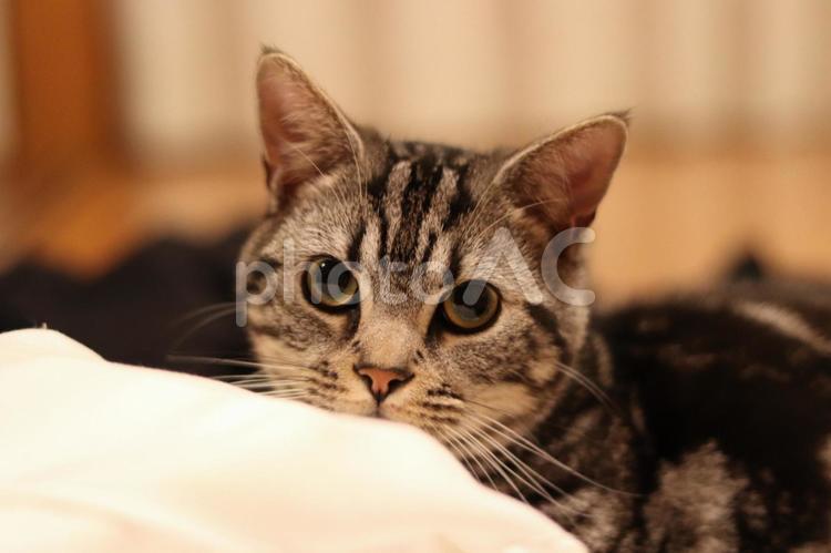 カメラ目線の猫 猫,ねこ,子ネコの写真素材