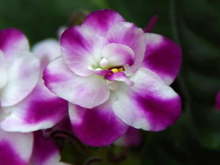 アフリカスミレ アフリカスミレ,アフリカ菫,セントポーリアの写真素材