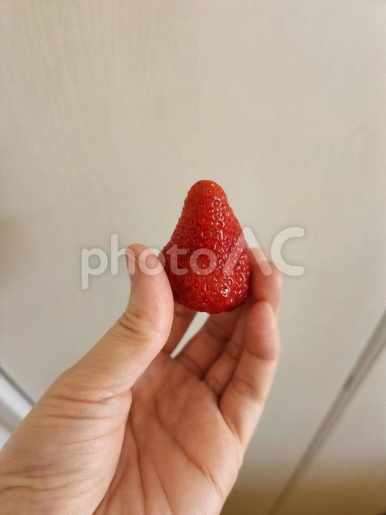 一粒のいちご イチゴ,デザート,苺の写真素材