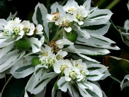 ハツユキソウ・初雪草　クローズアップ ハツユキソウ,葉の縁,雪化粧の写真素材