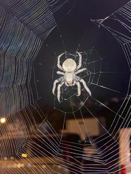 Spider's web (orb spider), JPG Spider's web (orb spider), JPG