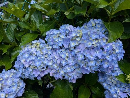 Hydrangea, JPG