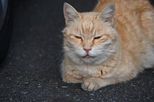 猫 猫の写真