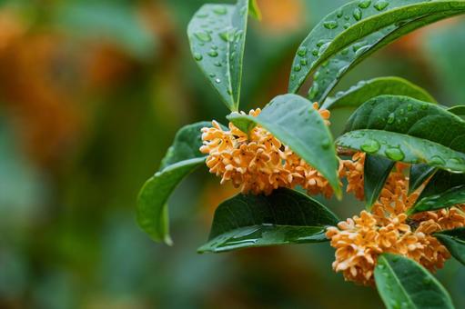 キンモクセイ キンモクセイ,金木犀,花の写真素材