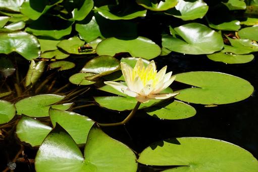 Water Lily, JPG Water Lily, JPG