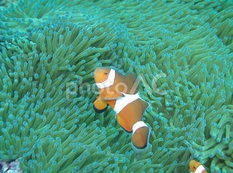 水中写真-カクレクマノミ2 生き物,ニモ,カクレクマノミの写真素材