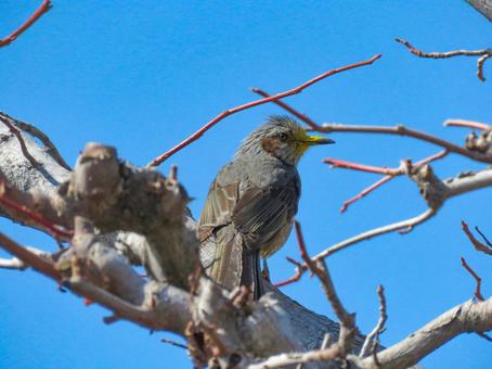 木の枝に留まるヒヨドリ 木の枝に留まるヒヨドリの写真