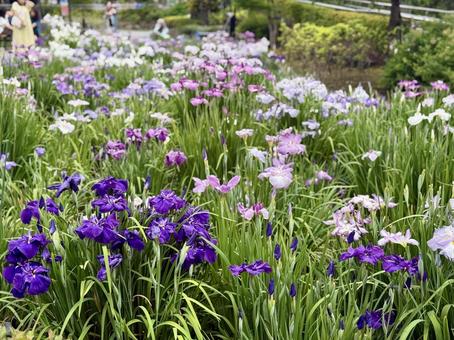 堀切菖蒲園 曇り空の下咲き誇る花菖蒲 堀切菖蒲園 曇り空の下咲き誇る花菖蒲の写真