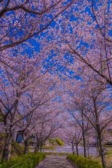 青空に映える桜並木 桜,満開,花びらの写真素材