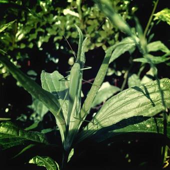 まぎれる昆虫 まぎれる昆虫の写真