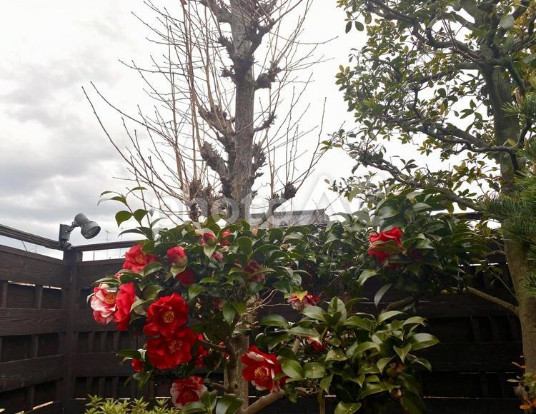 ボタンの花　庭木　植木 ボタン,ボタンの花,花の写真素材