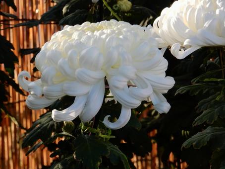 【風景写真】福山菊花展覧会の風景 キク,菊,菊花展の写真素材