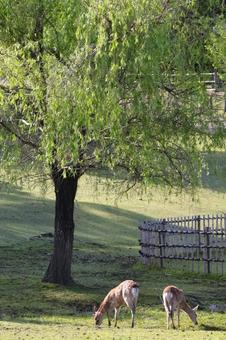 Deer and trees in Nara Park, JPG