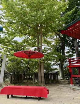 境内で野点 境内で野点 野点,お茶,茶道の写真素材