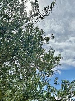 オリーブの木と青空 オリーブの木と青空 オリーブ,常緑高木,5月の写真素材