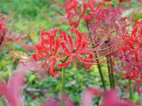 秋の花 彼岸花 群生⑨ 秋の花 彼岸花 群生⑨の写真
