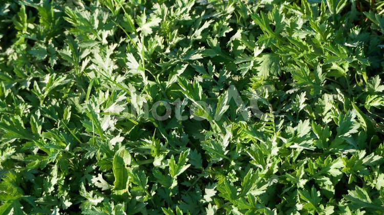 ヨモギの群落 ヨモギ,野草,草原の写真素材