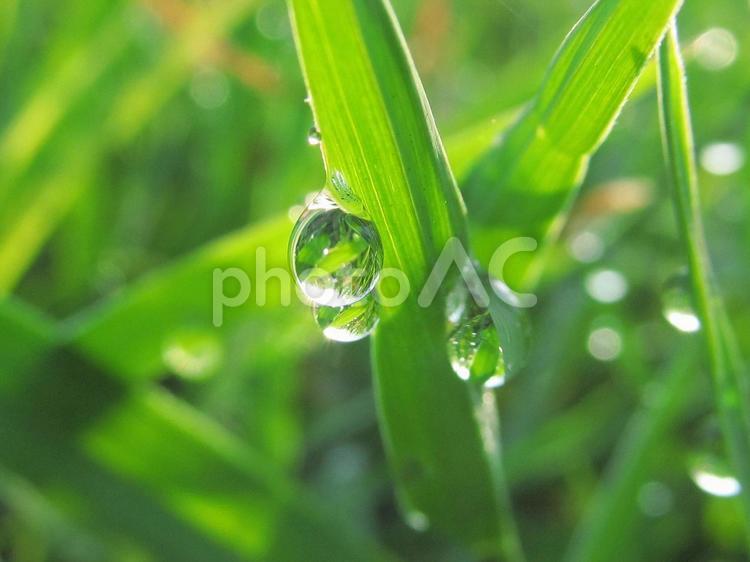 水滴と緑の葉（Water drop） 水滴,しずく,雨の写真素材
