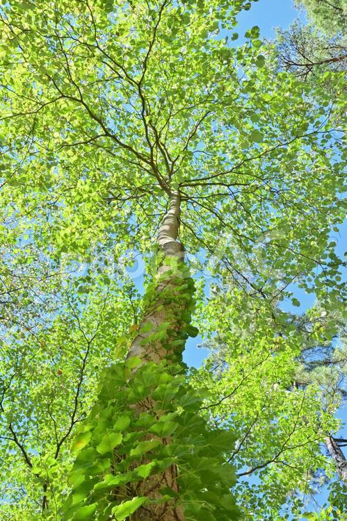 新緑の木と青空１ 新緑,樹木,緑の写真素材