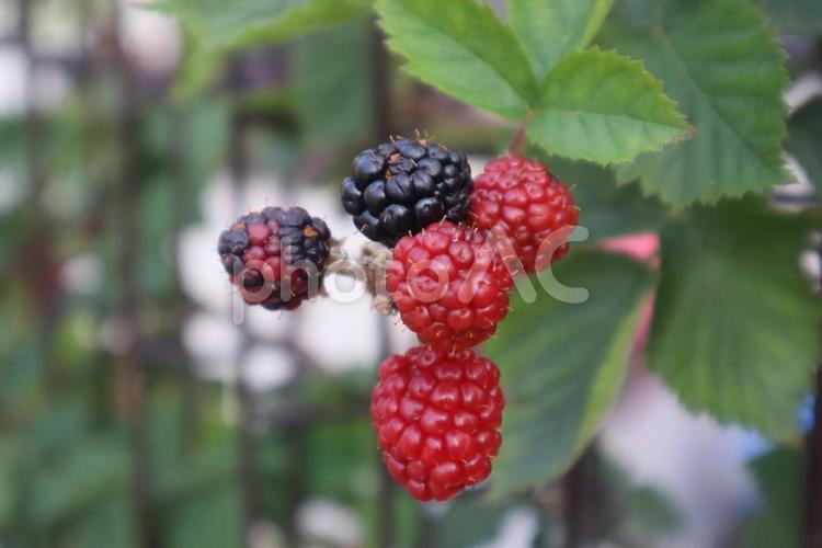 古代ギリシャ時代から 植物,自然,食べ物の写真素材