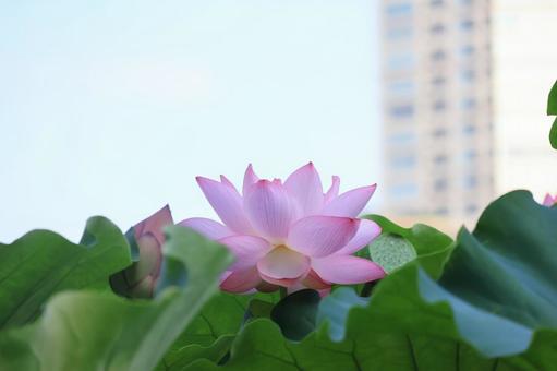 蓮の花とビル 蓮の花とビル 蓮の花,ビル,満開の写真素材