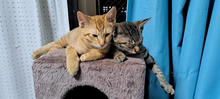子猫、仲良し 子猫、仲良しの写真