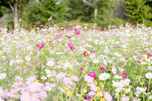 コスモス コスモス,花,秋の写真素材