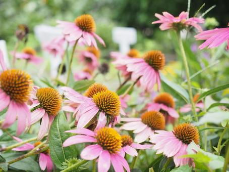 秋の花 秋の花の写真