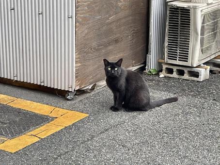 大阪西成で見た黒猫-2 大阪西成で見た黒猫-2の写真