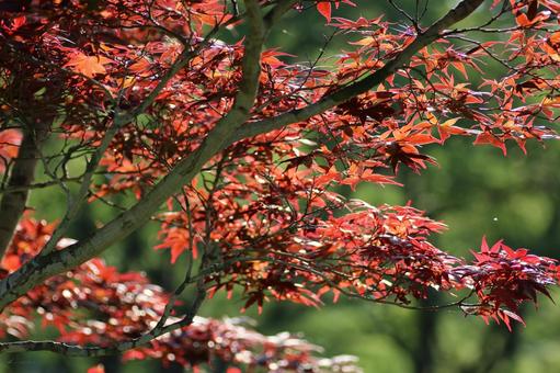 Photo, wood, red, branch, 