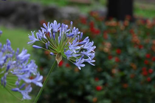 Photo, agapanthus, purple clam, murasaki kunsiran, 