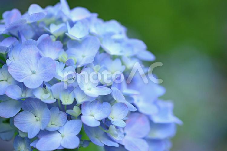 紫陽花　アジサイ　青い花 紫陽花,あじさい,アジサイの写真素材