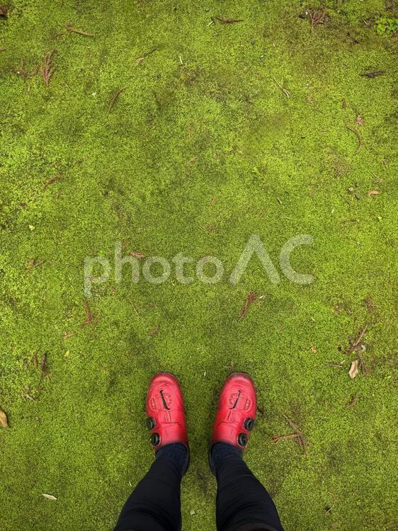 大川内神社_苔の絨毯 苔,道,参道の写真素材