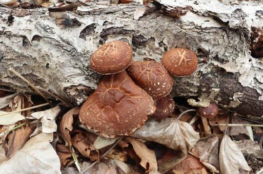 天然椎茸 椎茸,きのこ,キノコ狩りの写真素材