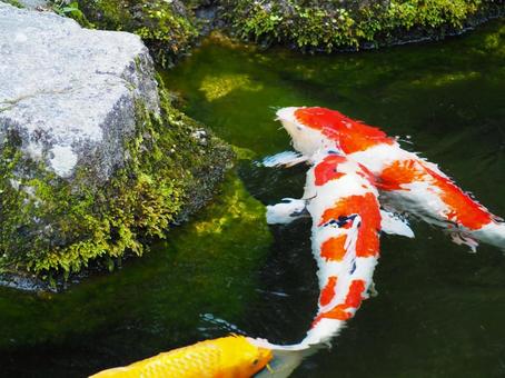 錦鯉 錦鯉 池,鯉,水の写真素材