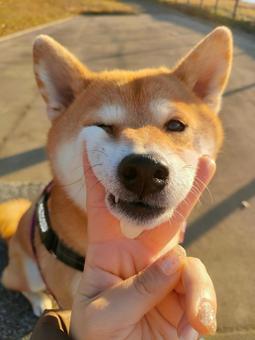 A cute but ugly Shiba Inu resting its chin on something!, dog, shiba inu, shiva, JPG