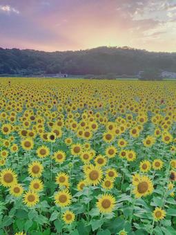 ひまわり ひまわり 向日葵,ひまわり畑,夏の写真素材