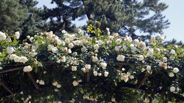 ばらの花 ばらの花 rose,植物,園芸の写真素材