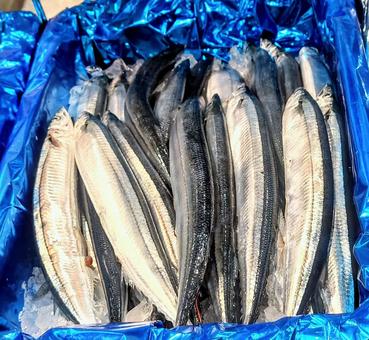秋の味覚 秋刀魚 秋の味覚 秋刀魚の写真