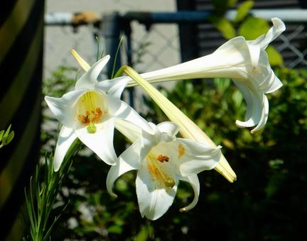 【花の写真】タカサゴユリ(高砂百合) 【花の写真】タカサゴユリ(高砂百合) タカサゴユリ,高砂百合,百合の写真素材