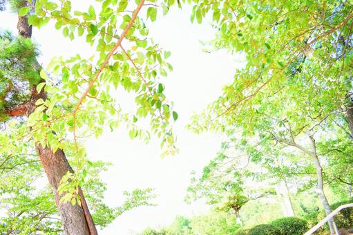 木漏れ日 木漏れ日の写真